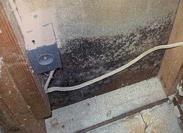 MoldRemovers™ Spokane | Mold Inspection | Mold Testing | Mold Removal
